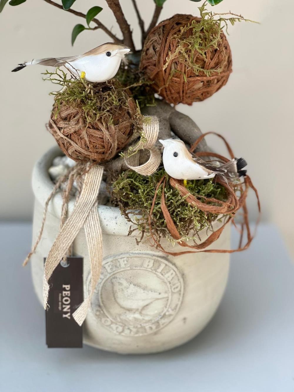 Bird Mini Bonsai Ağacı